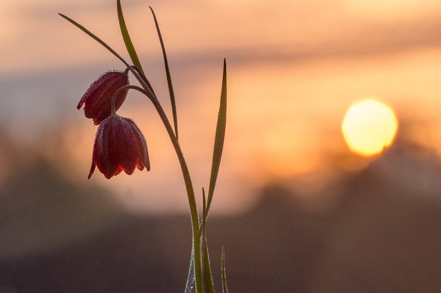 рябчик шахматовидный, первоцветы, цветы, flowers, primulas, fritillaria meleagroides, Алексей Юденков