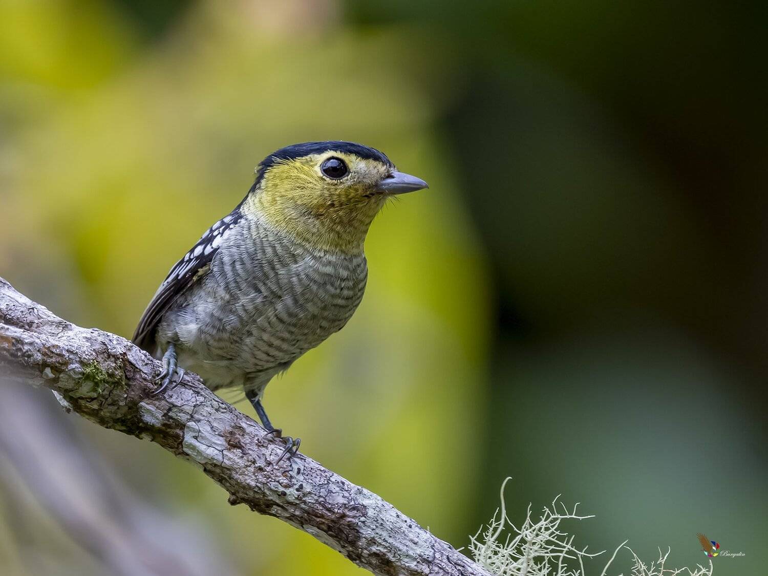 , Fernando Burgalin Sequeira
