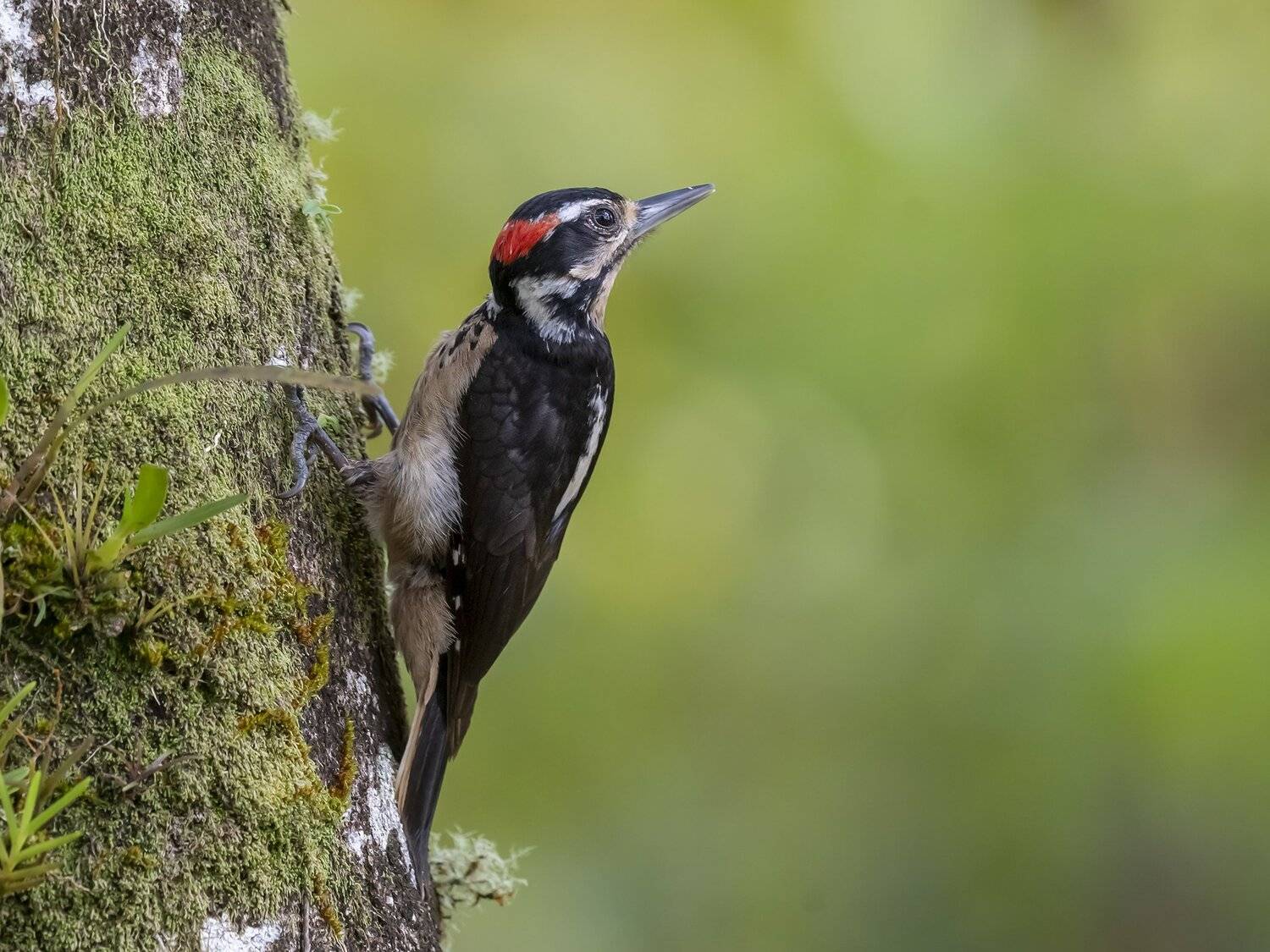 , Fernando Burgalin Sequeira