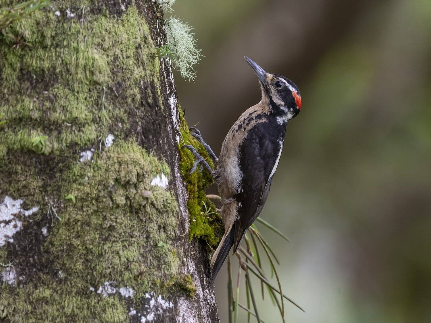, Fernando Burgalin Sequeira