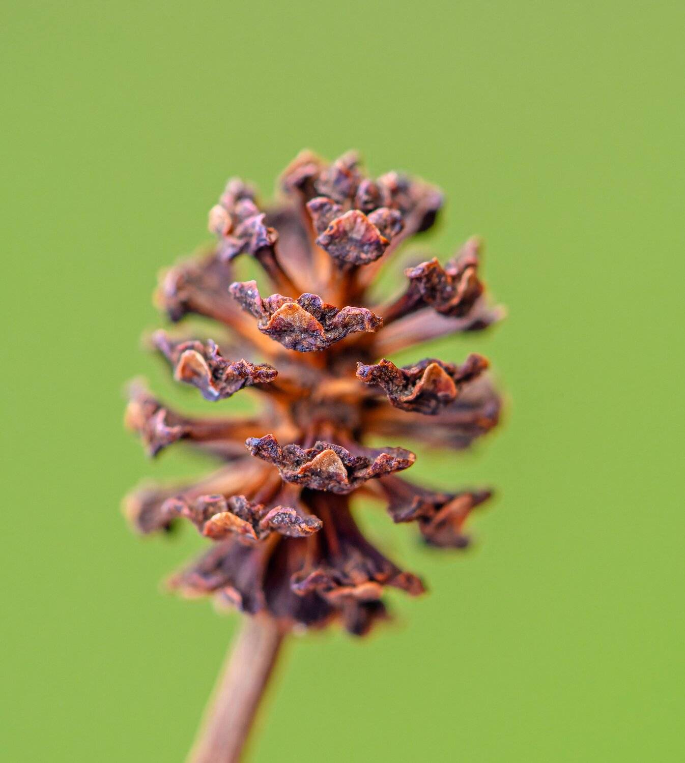 alder, seed, dry, macro,  Mykhailo