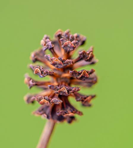 Alder