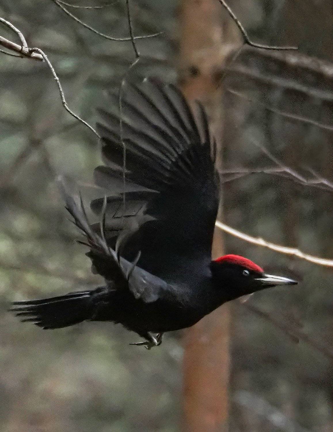 , Сергей Духанин