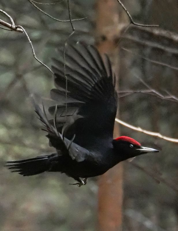 полет фото превью