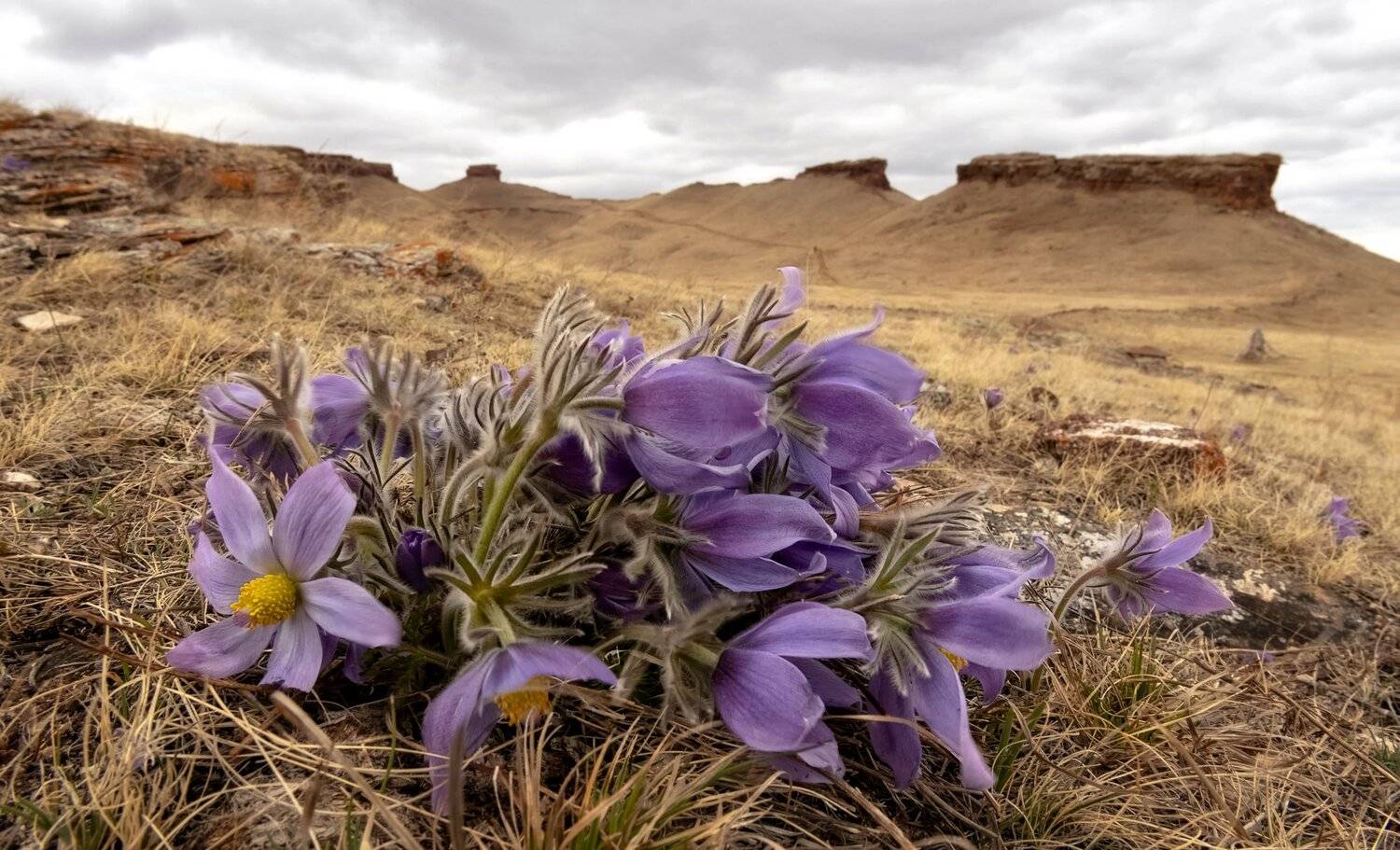хакасия, сундуки, долина онло., подснежники., Марина Фомина