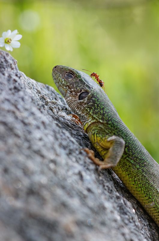 tokina 100 macro, beautiful, красивый, moment, момент, nature, природа, весенняя, spring, весна, wildlife, reptile, рептилия, lizard, ящерица, green, зеленая, pismire, муравей, Немножко ленящийся зверь :) фото превью