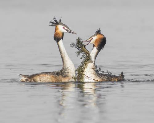 Весна.Чомги.Любовь.