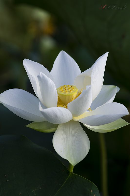 #sellingphoto.#lotus. Lotus фото превью
