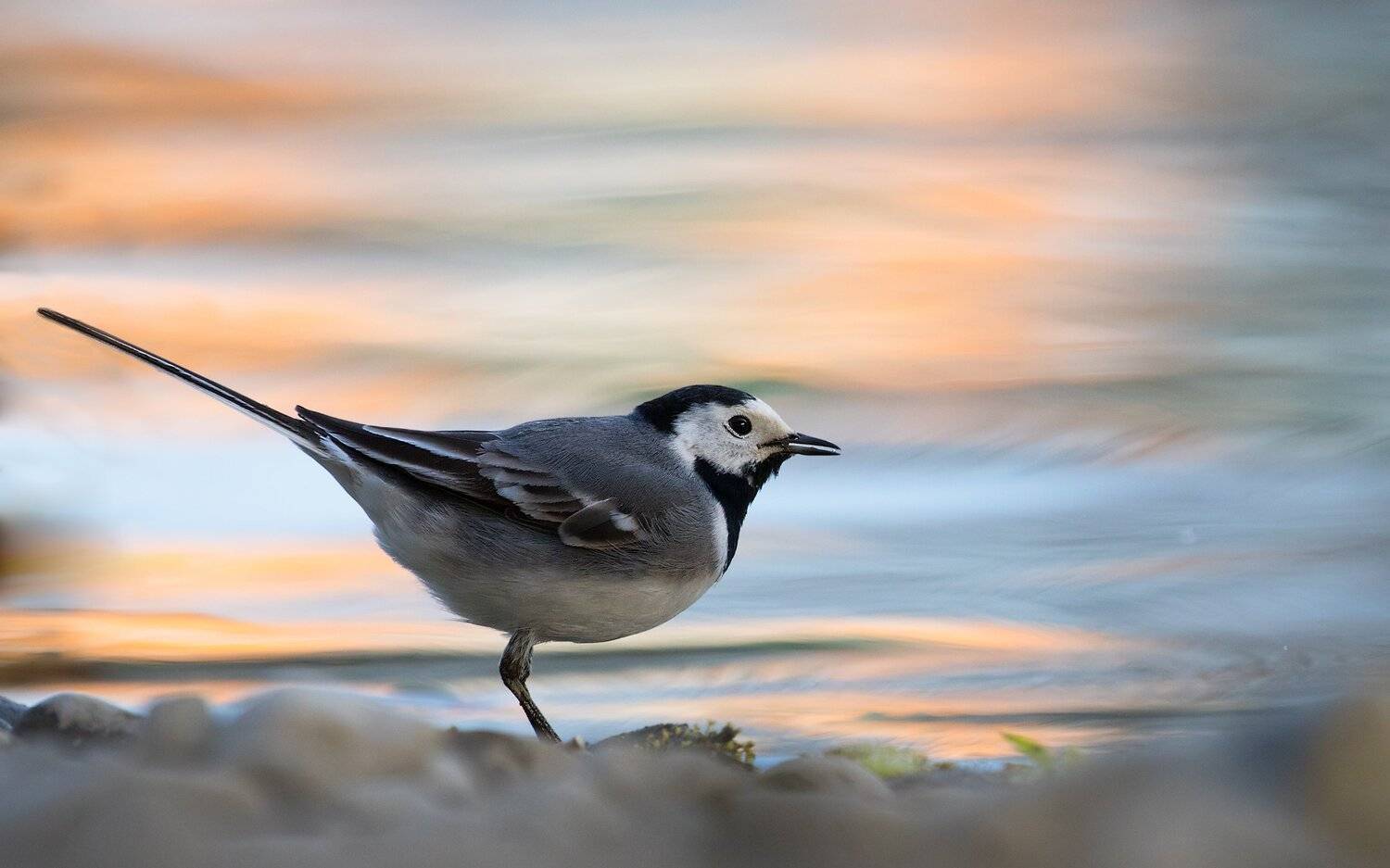 , Robert Adamec