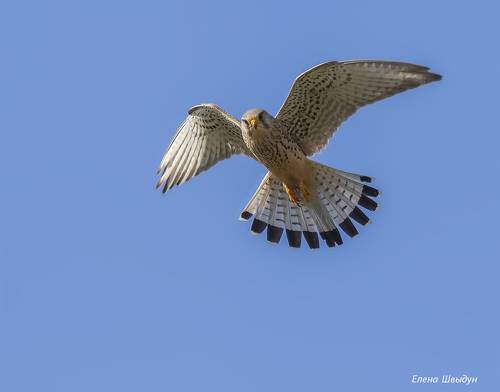 Сommon kestrel