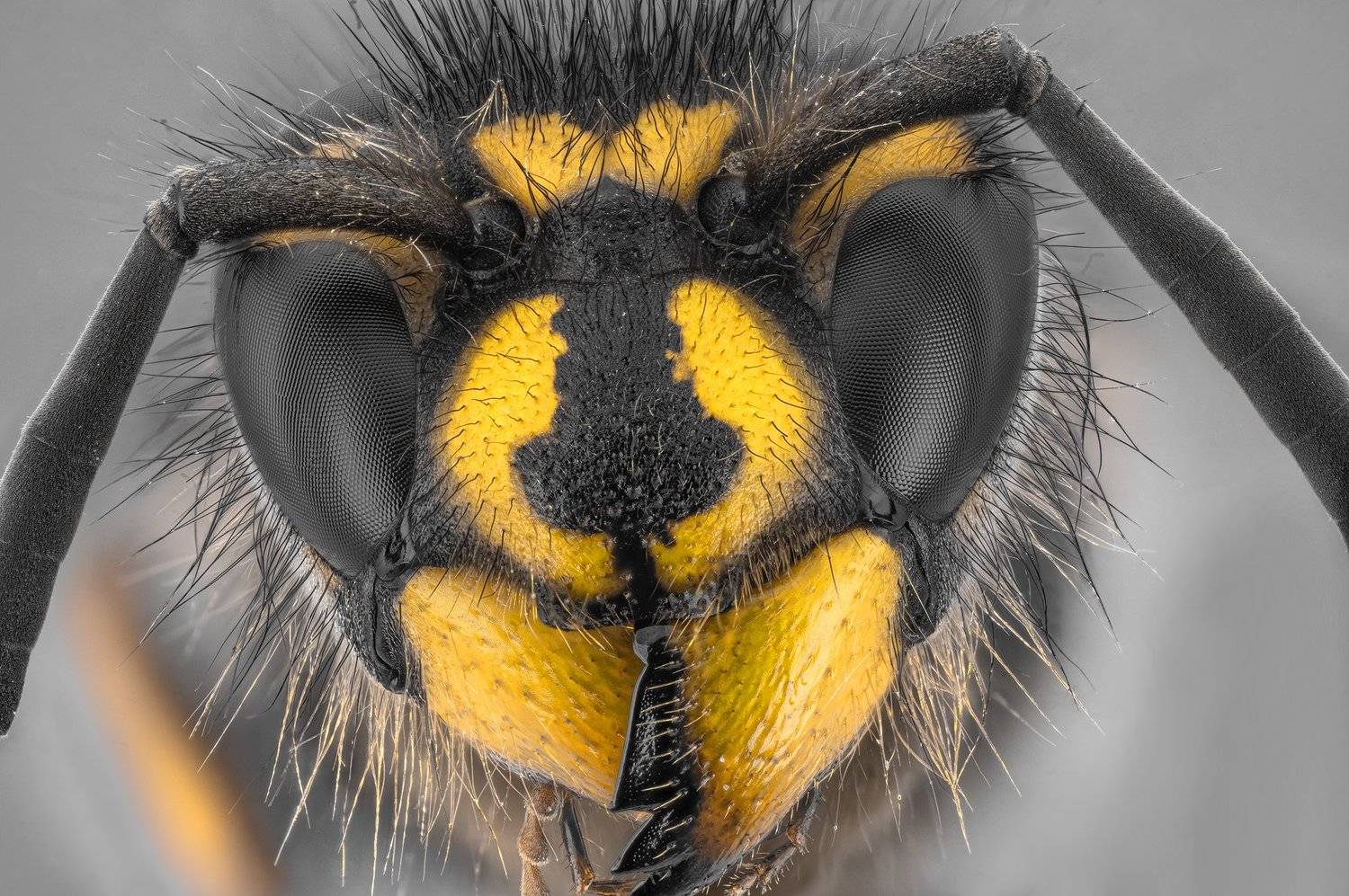 оса насекомое макро супермакро стекинг, Борис Фотомания