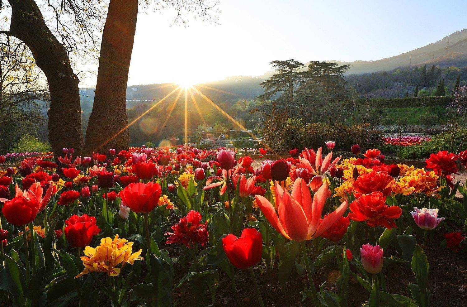 никитский сад, ялта, крым, никитский ботанический сад, ай-петри, выставка тюльпанов, тюльпаны, весна в ялте, Serge Titov