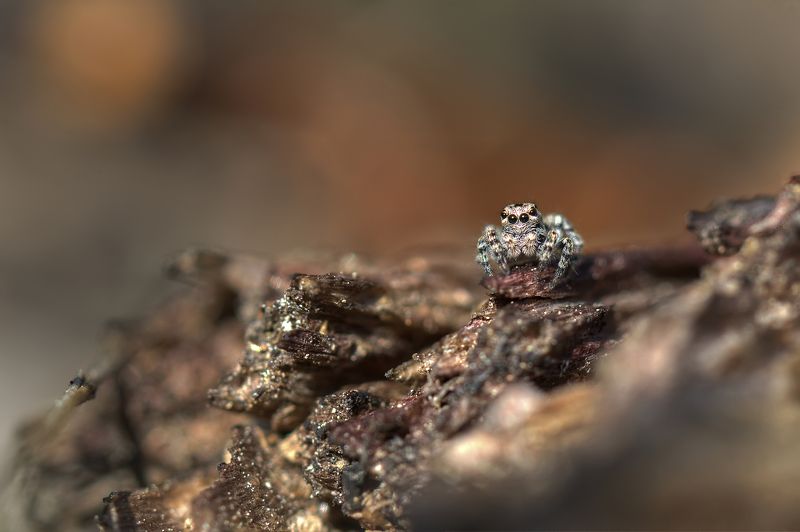 Скакунчик альбинос :) фото превью