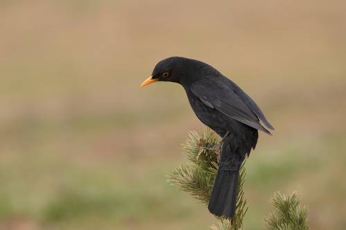 Blackbird