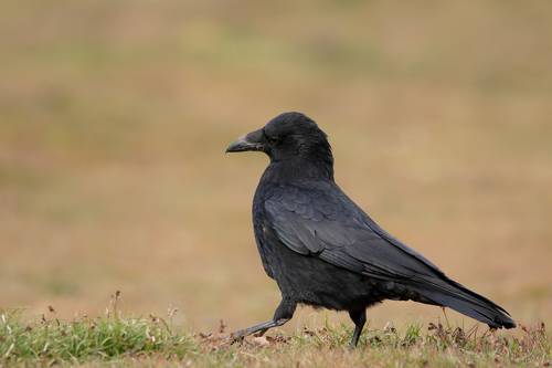 Crow