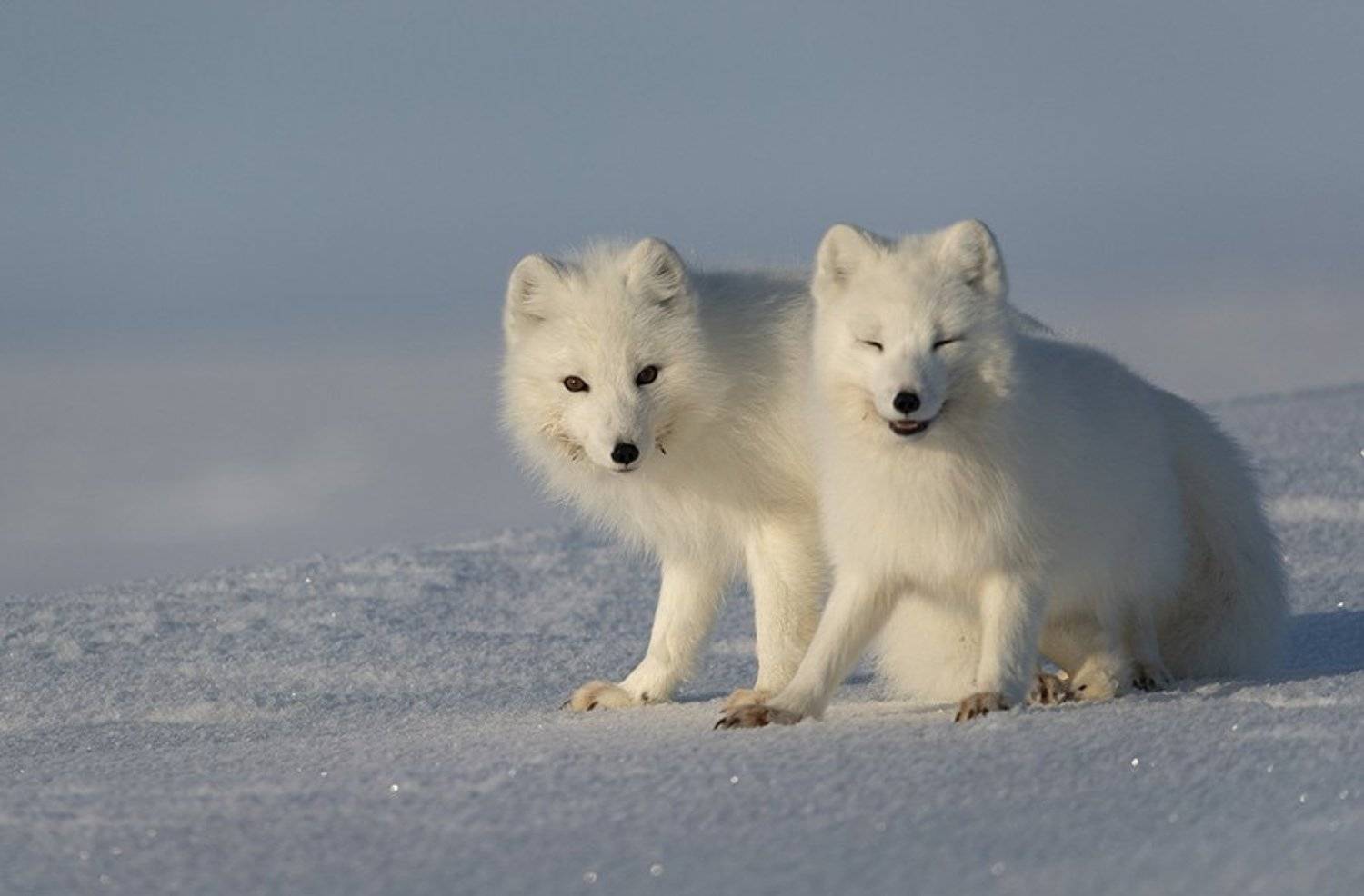 чукотка, арктика, тундра, весна, снег, песец, полярная лиса, Максим Деминов