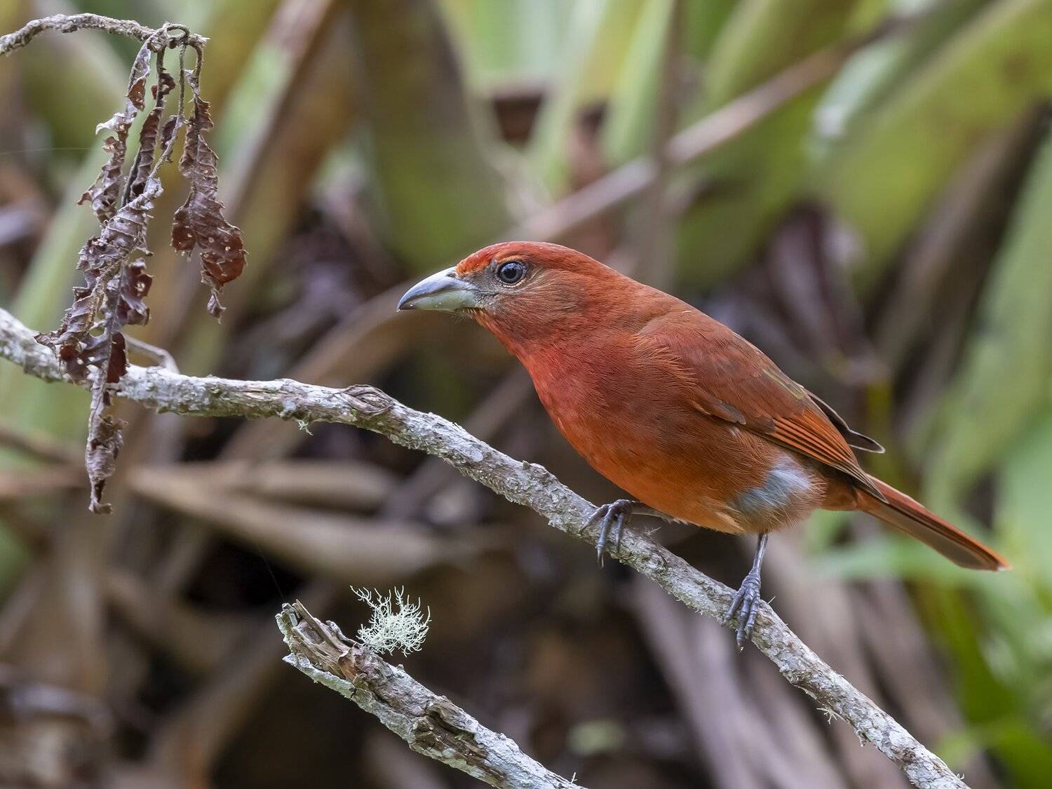 , Fernando Burgalin Sequeira