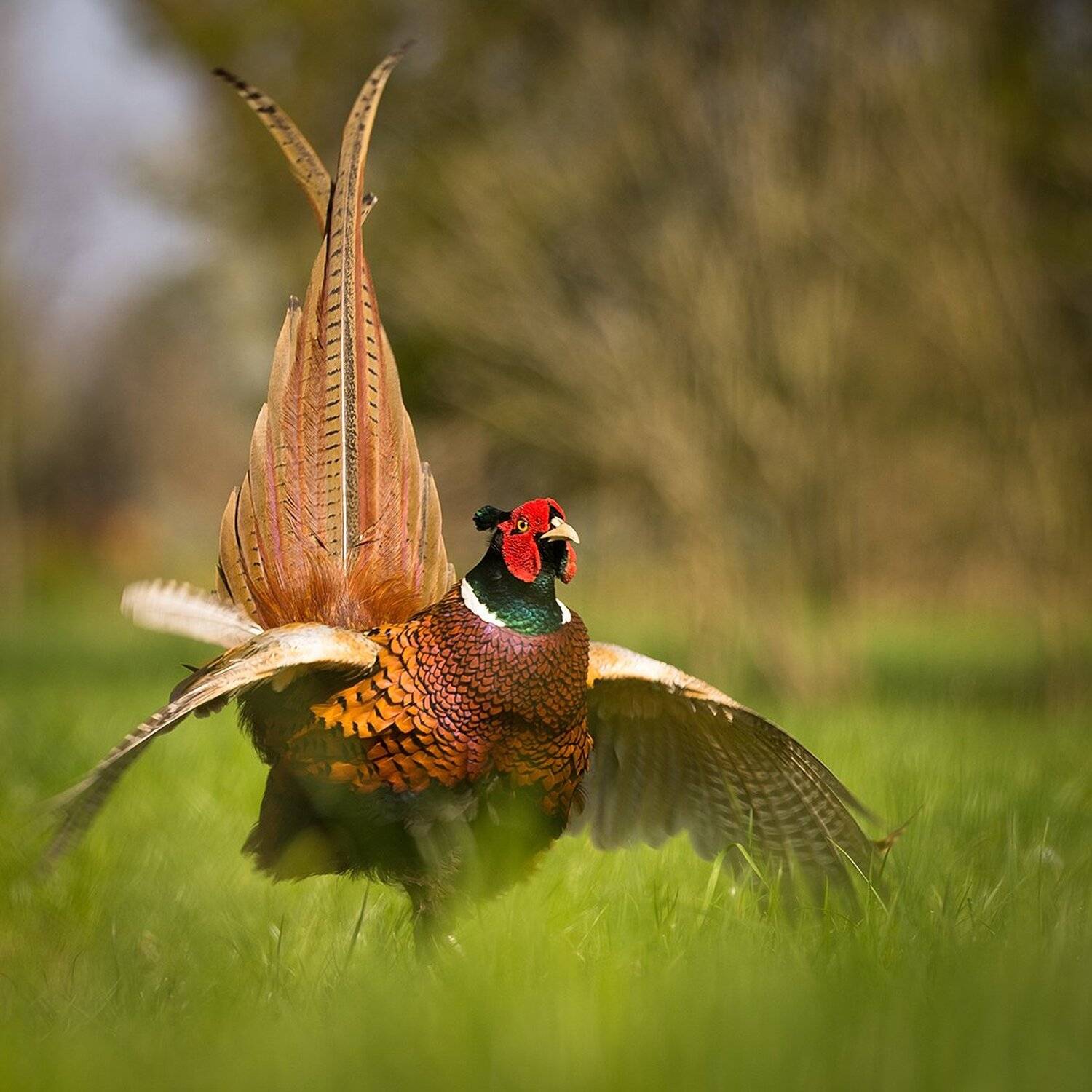 , Robert Adamec