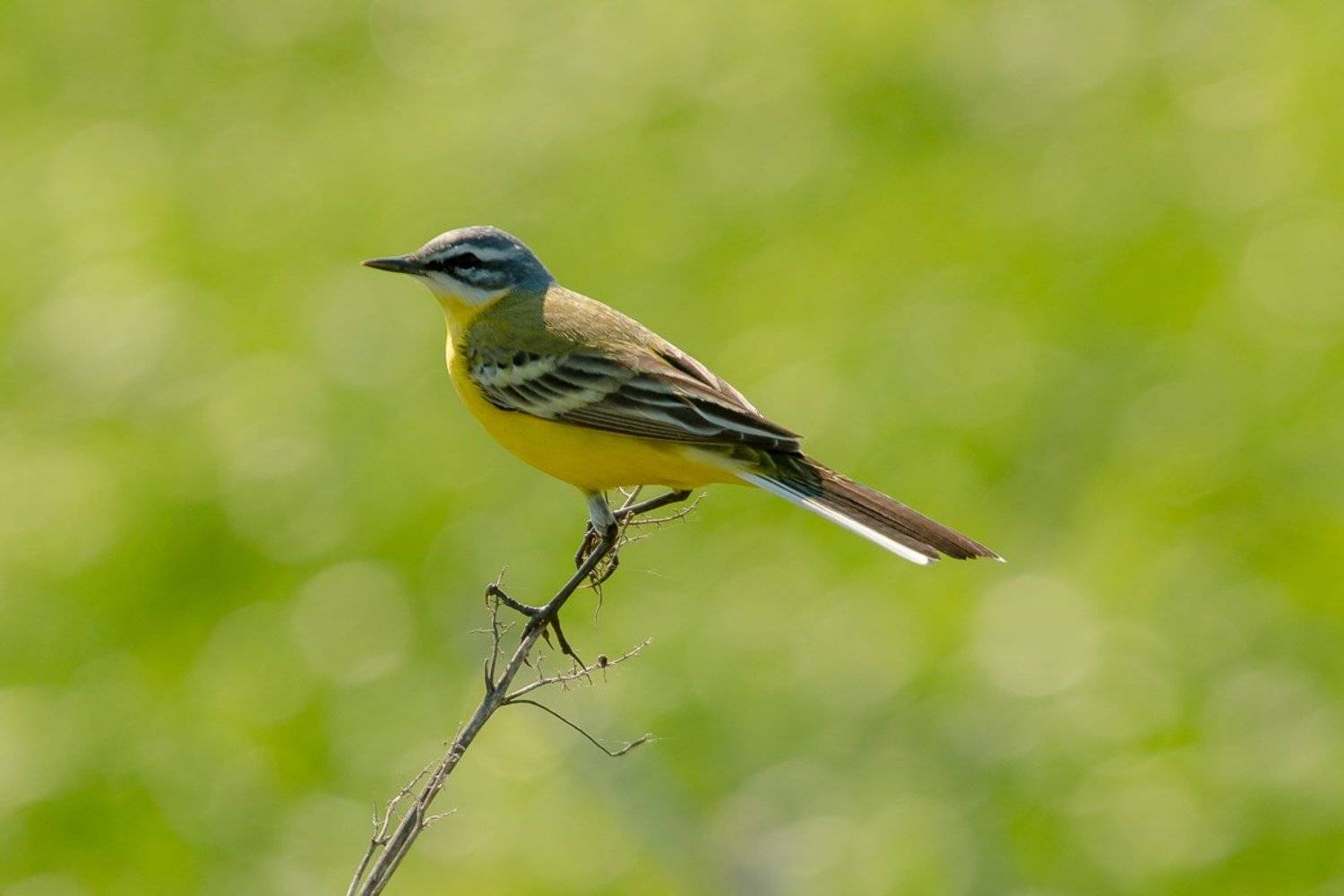 птицы, желтая трясогузка, wildlife, birds, весна, western yellow wagtail, Алексей Юденков