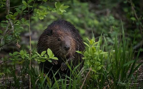Дикие Местные | Североамериканский Бобр