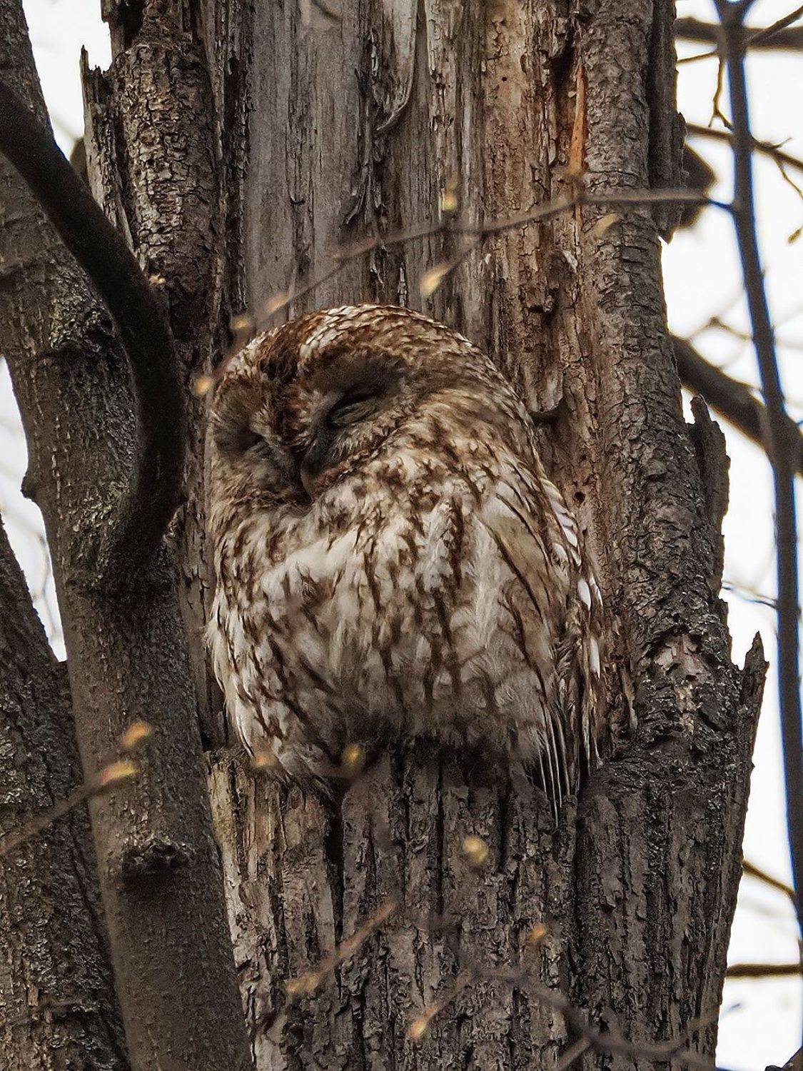 , Сергей Духанин