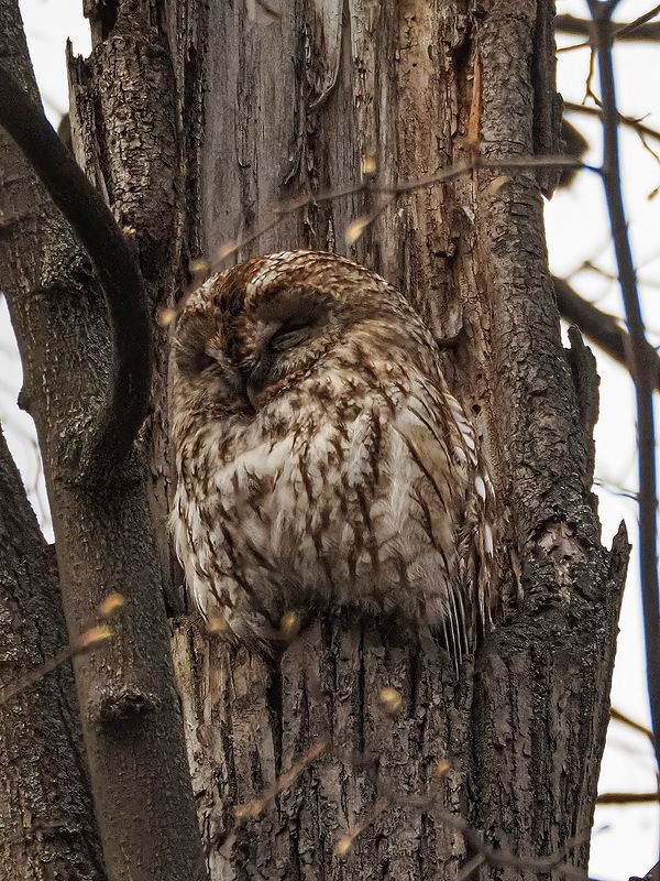 спят усталые совушки)) фото превью