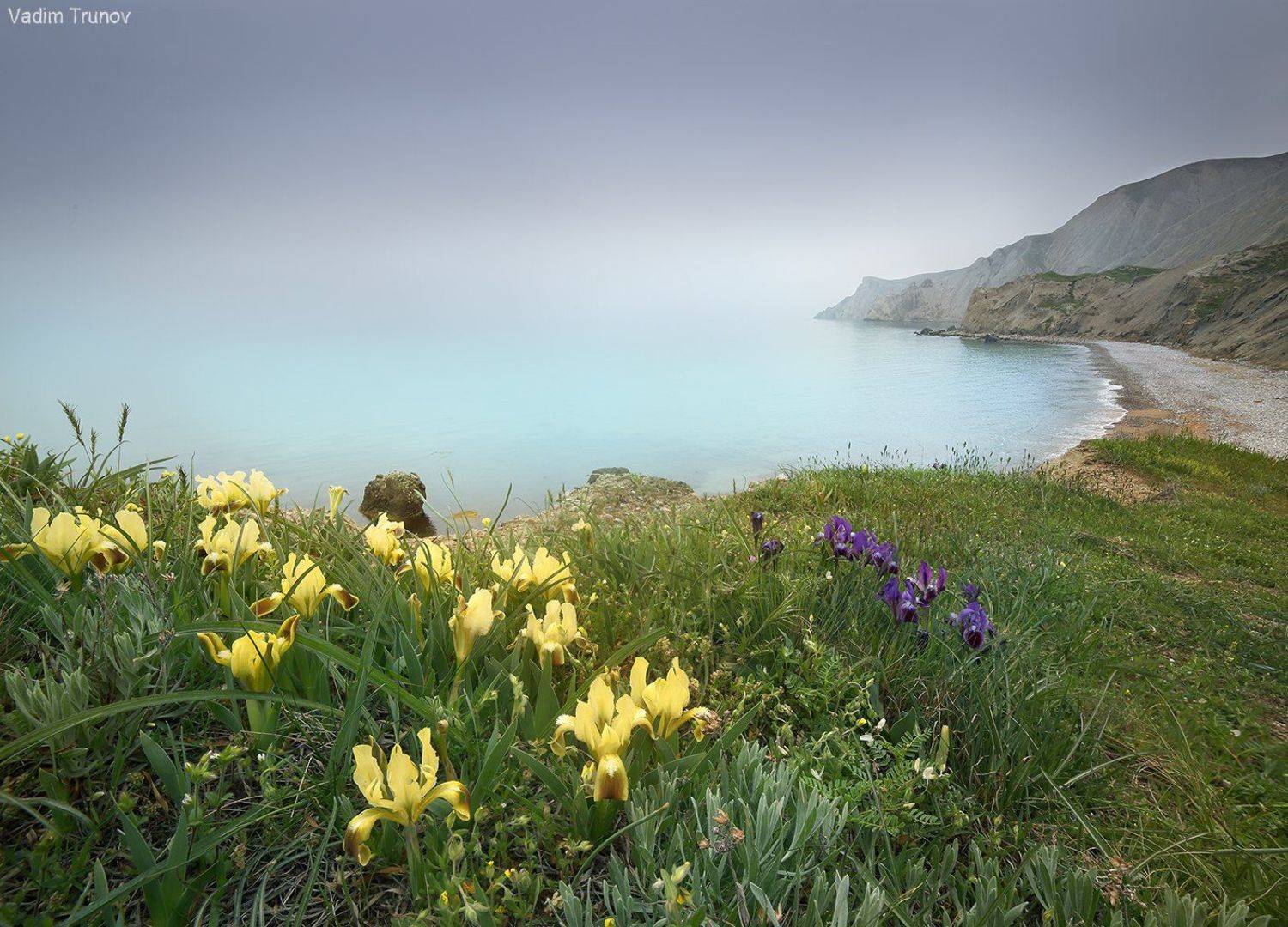 крым, ирисы, Вадим Трунов