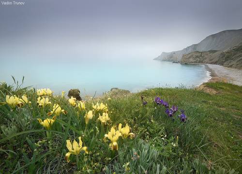 Ирисы на крымском побережье