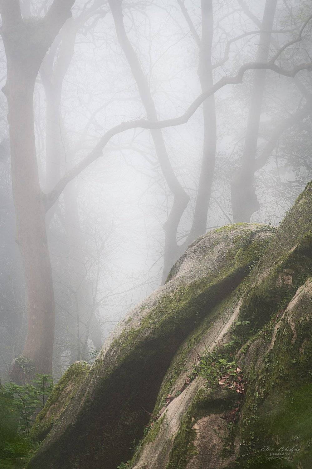 синтра, португалия, лес, туман, природа, пейзаж, весна, пасмурно, деревья, Елена Лебедева