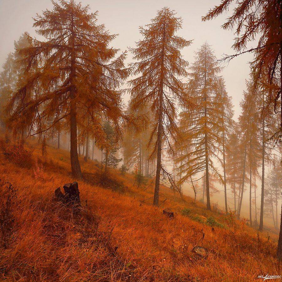 swiss, Матвеев Николай