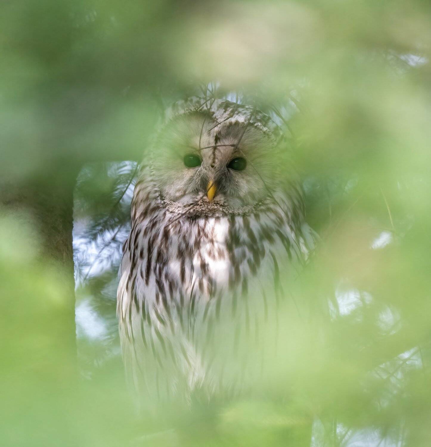 , Константин Дэм