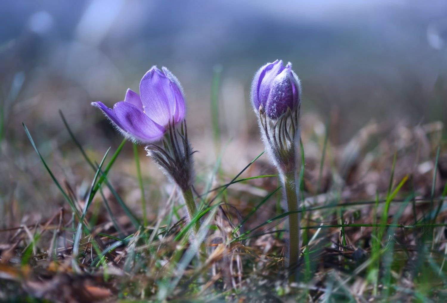 , Галанзовская Оксана