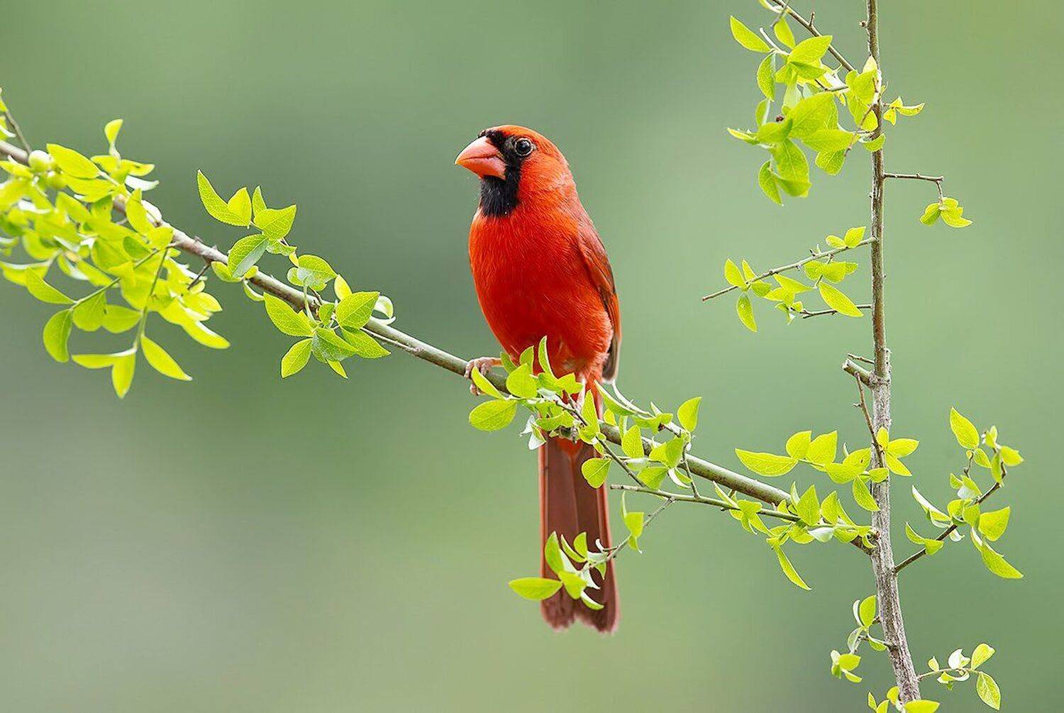 кардинал, красный кардинал, northern cardinal, cardinal, Elizabeth Etkind