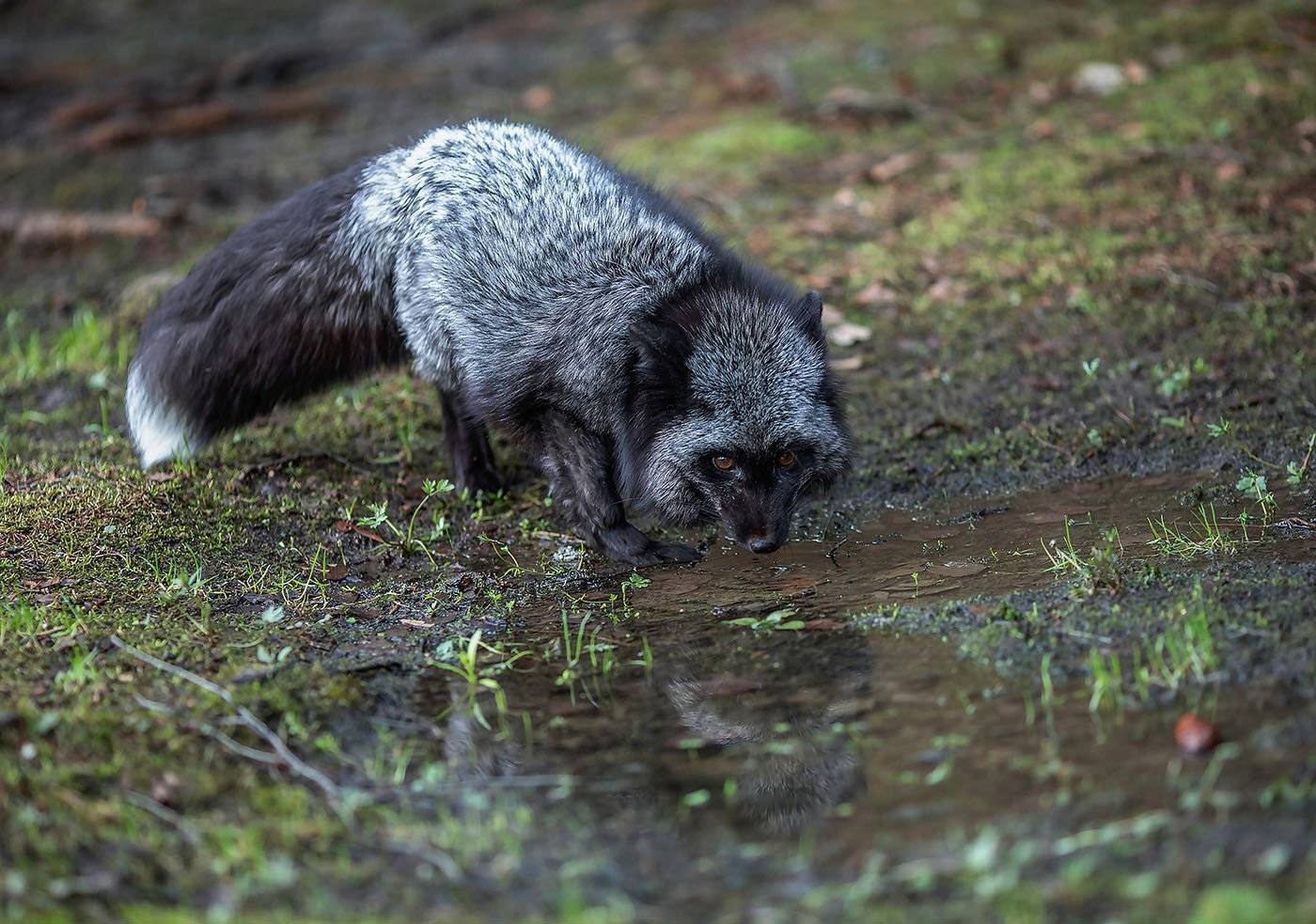 лиса,чернобурая,красотка,весна,природа, fox, black,beautiful, spring, nature, Юлия Стукалова