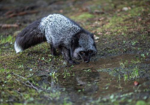 Красавица Лиса