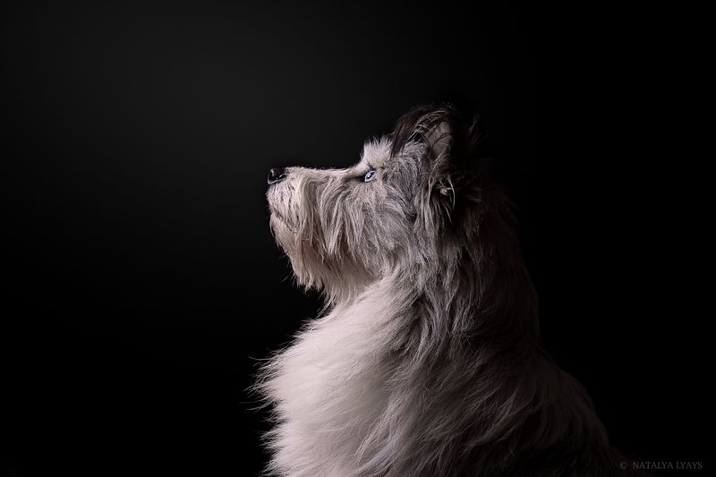 собака,животные,студия,черный,dog,animal,studio,canon,фото дня Жужа фото превью