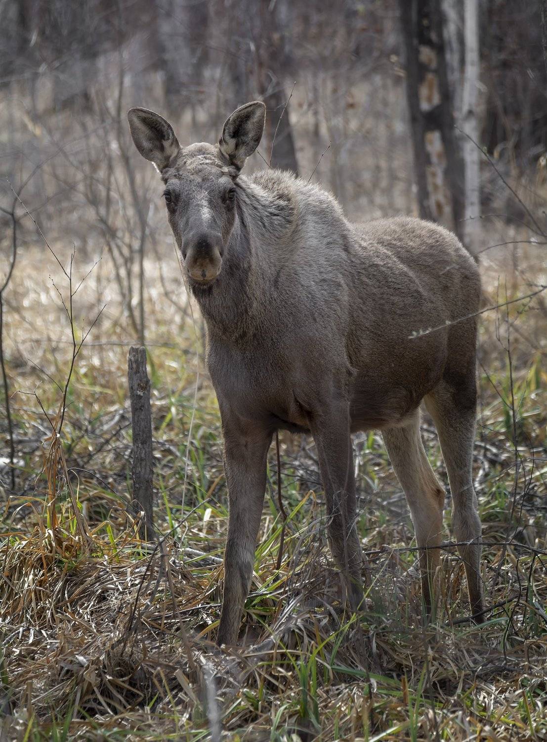 дикие животные, лось, лес,, Марина Мочалова