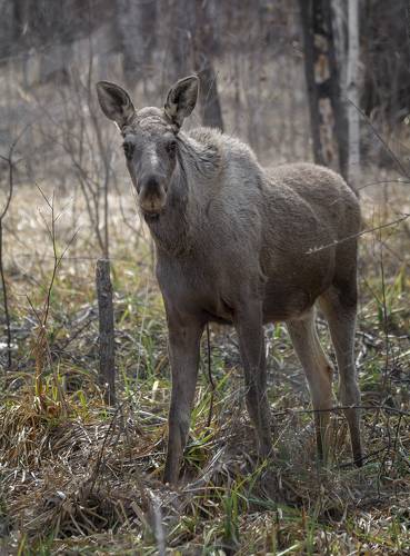 лось (прошлогодка)