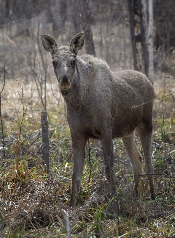 дикие животные, лось, лес, лось (прошлогодка) фото превью