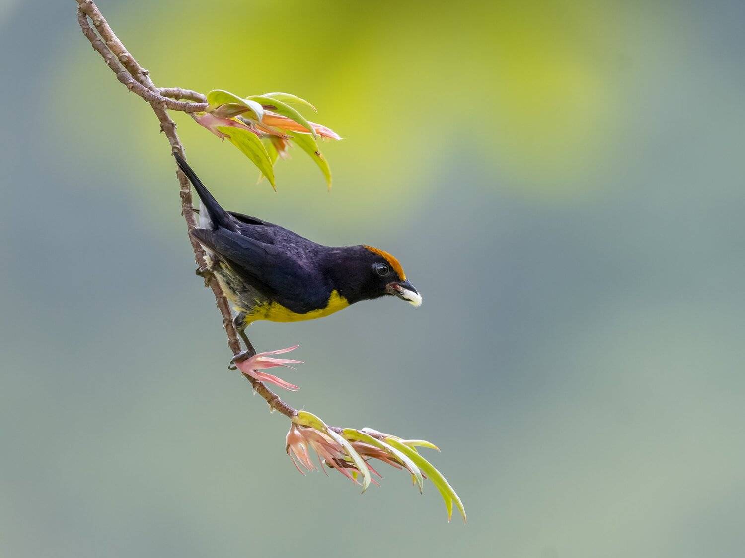 , Fernando Burgalin Sequeira