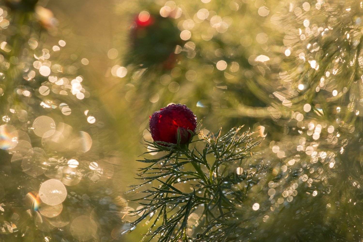 пион узколистный, воронец, весна, первоцветы, цветы, flowers, primulas, paeonia tenuifolia, Алексей Юденков