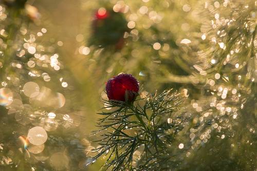 Пион узколистный