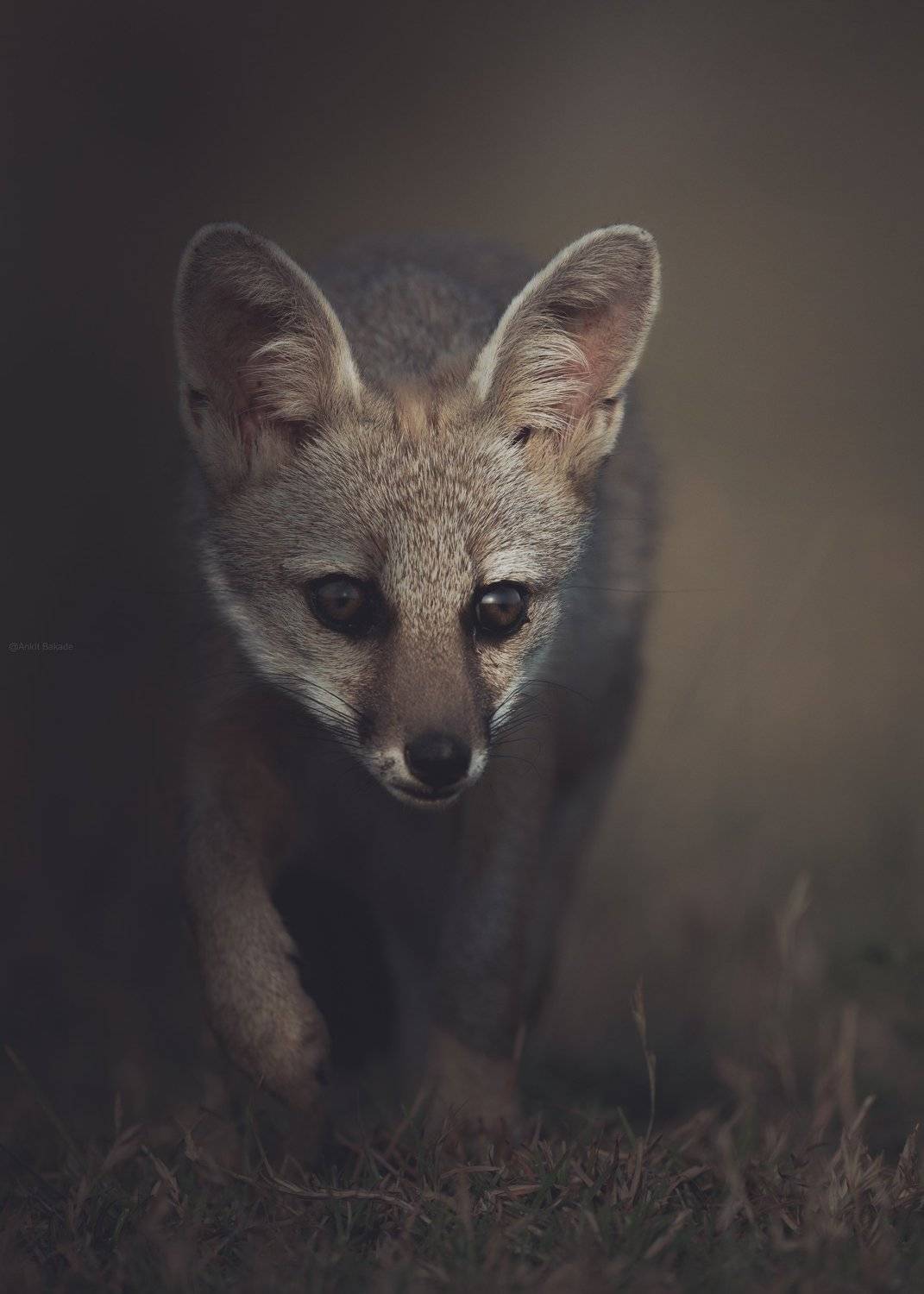 fox, wildlife, nature, 35award, animal, eye, bbc, planet, mamal,, Ankit Bakade