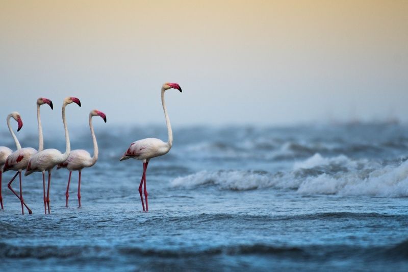 flamingo, greater flamingo, nature, pink beauty, kutch, grk, greater rann of kutch, gujarat, state bird of gujarat, wildlife, nature, parthkansarawildlife, nakhatrana, Greater flamingo фото превью