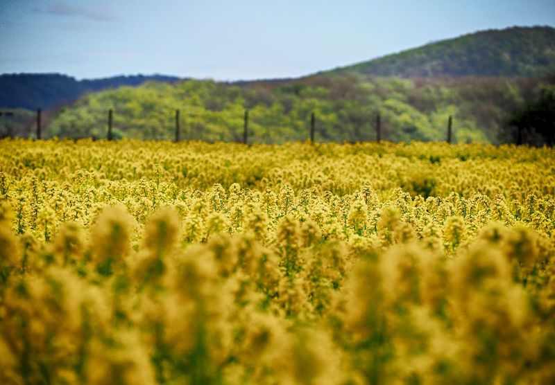 Rapeseed field фото превью