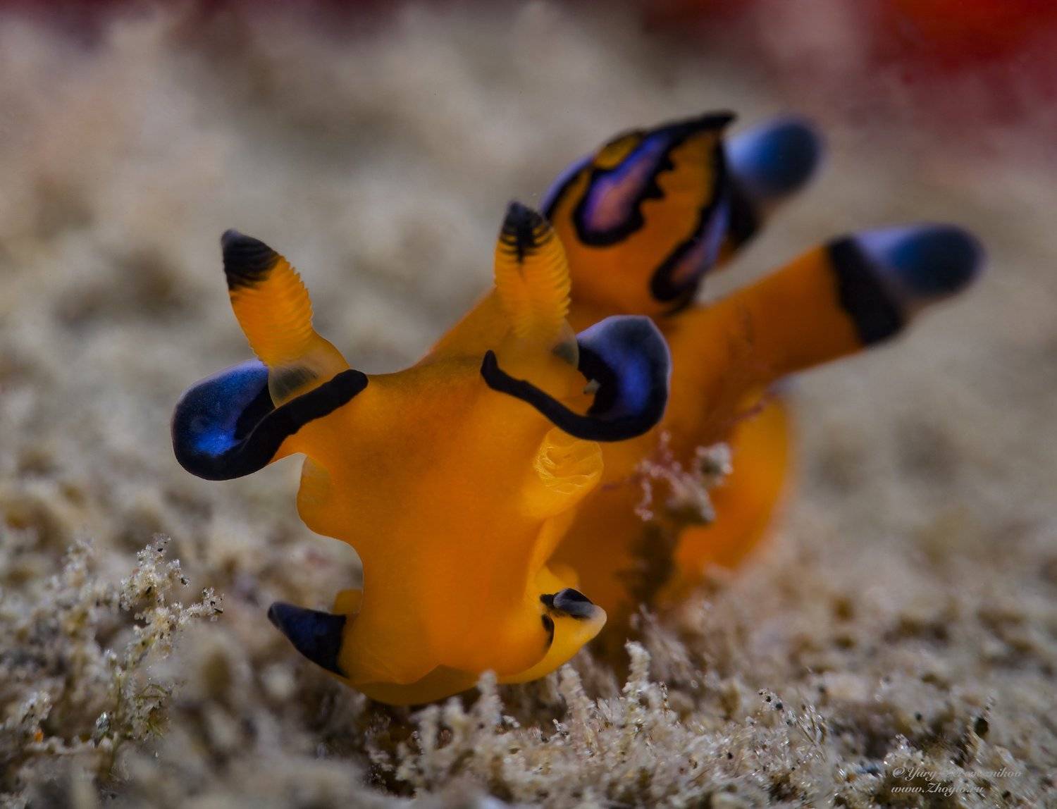 подводное фото подводный мир хургада египет жогло zhoglo красное море, Юрий Перевозников