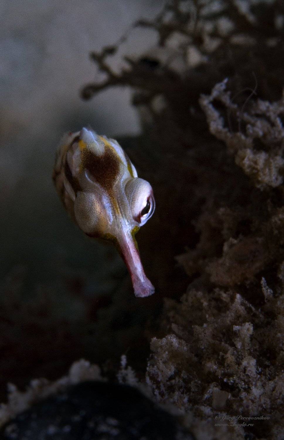 подводное фото подводный мир хургада египет жогло zhoglo красное море, Юрий Перевозников