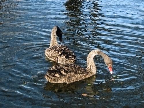 BLACK swans in the blue pond water - a bird, animals in the wild