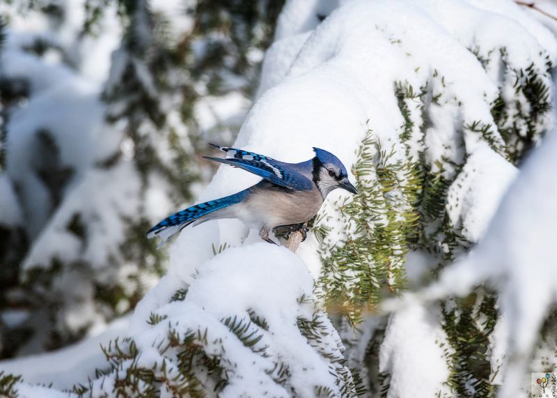 Blue jay фото превью