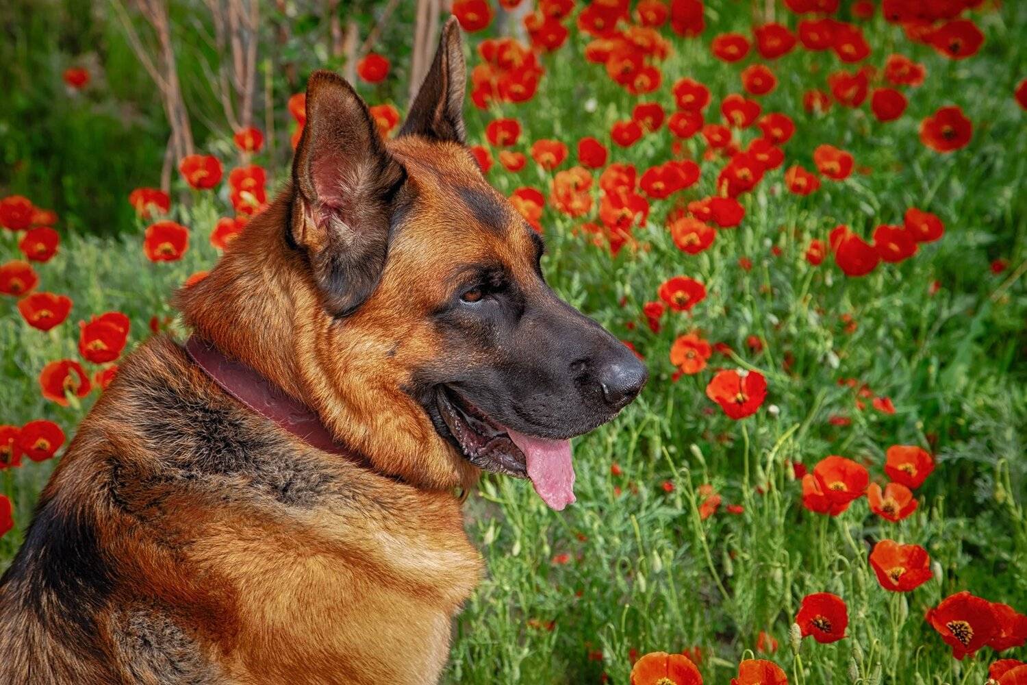 кыргызстан, горы, Элина Магалимова